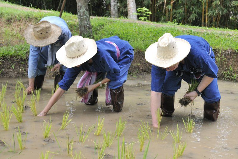 Asian rice worker