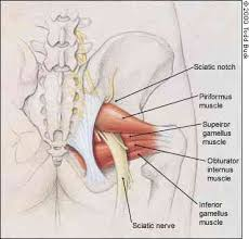 piriformis muscle