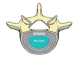 Disc outer cartilage(grey) and inner cartilage(blue)